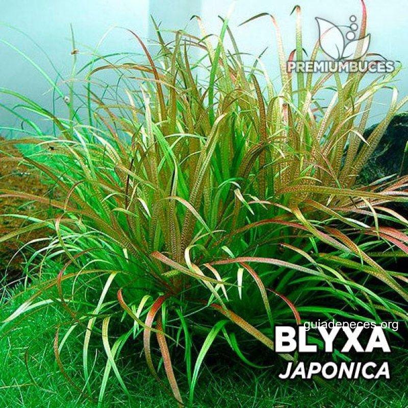 Preguntas frecuentes sobre Blyxa japonica