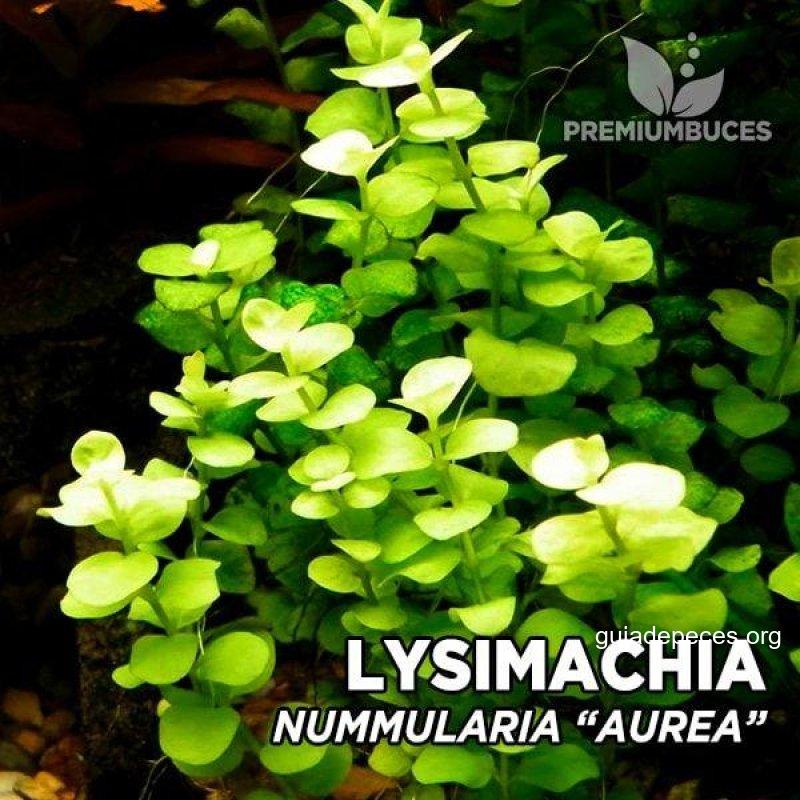 Lysimachia nummularia en Acuariofilia