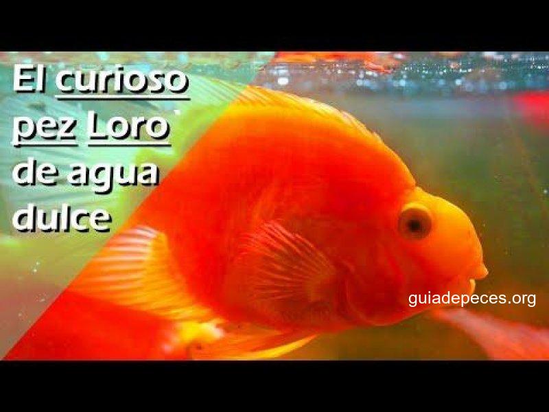 pez ciclido red parrot el pez loro de agua dulce