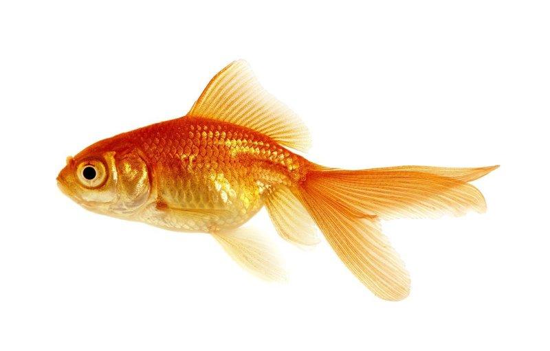 Características Físicas y Razas del Goldfish
