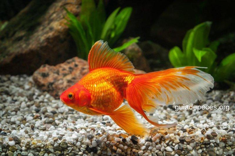 Cuidado y Alojamiento Adecuado para el Goldfish