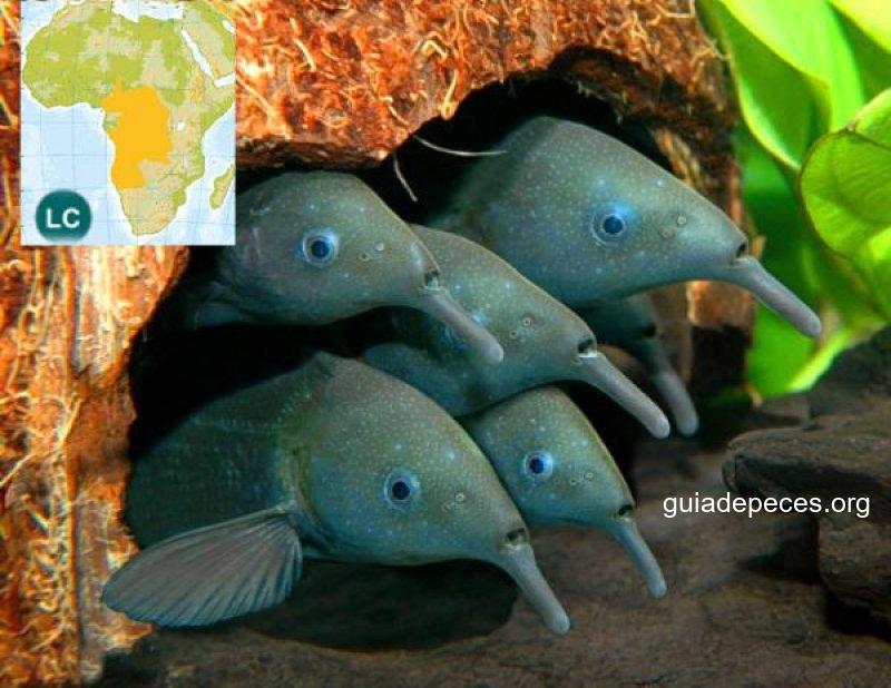 Origen y evolución de los peces Mormíridos